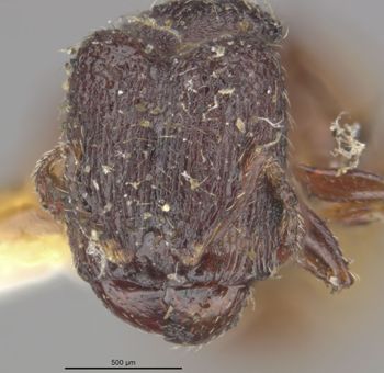 Media type: image;   Entomology 31099 Aspect: head frontal view